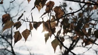 Doğada Gökyüzüne ve Güneş 'e Karşı Ağaç Dalında Sonbahar Sarı Yaprakları. Yaprakların arkaplanı hafif rüzgarda sallanıyor. Sonbahar renkleri. Altın ağaç yaprakları. Sakin ve sakin olmayı kabul et, October. 4K