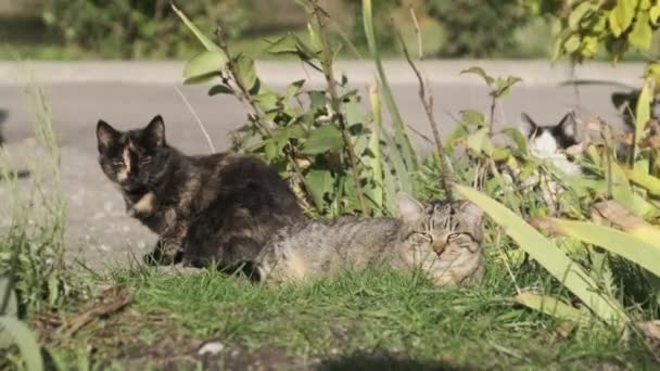 ホームレスの猫は通りの緑の芝生で休んでいる 灰色と白の野良猫は秋の日に地面に太陽に照らされています 猫の銃口のクローズアップ 一緒に群がっている猫の群れは公園で休んでいます — ストック動画