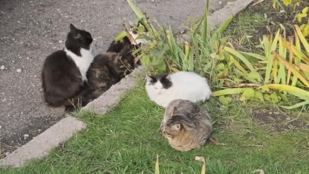 ホームレスの猫は通りの緑の芝生で休んでいる 灰色と白の野良猫は秋の日に地面に太陽に照らされています 猫の銃口のクローズアップ 一緒に群がっている猫の群れは公園で休んでいます — ストック動画