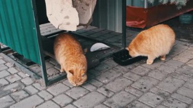 Two stray red cats eat food in the park in slow motion. Homeless adorable and fluffy wildcats try to survive outdoors. Cute ginger wild cats. Perfect for animal lovers, support animal welfare. 4K