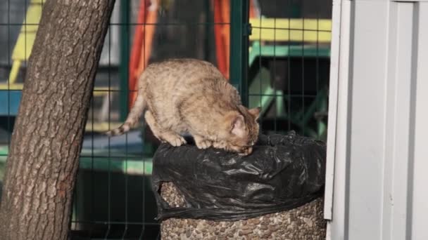 길잃은 고양이가 먹이를 공원의 쓰레기통 공원에 배고픈 집없는 고양이는 천천히 — 비디오