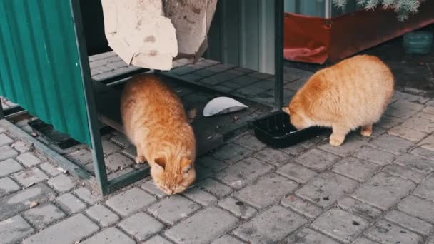 Two Stray Red Cats Eat Food Park Slow Motion Homeless — Video