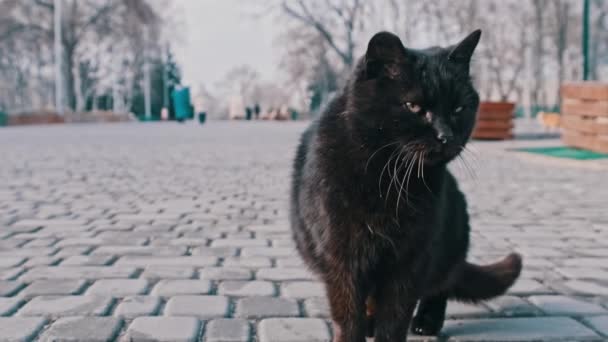 Lonely Homeless Black Cat Sits Close Sidewalk Gray City Park — Stockvideo