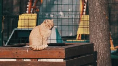 Homeless red cat sitting in the park in slow motion. Stray cat on a sunny day in spring nature. Cute wildcat outdoor. Ginger stray cat sits leisurely in park, basking in the sun warmth. Stray animals