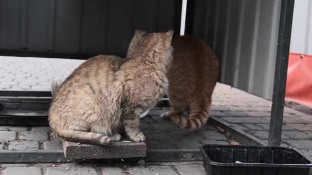Dos Gatos Juguetones Callejeros Cámara Lenta Gris Jengibre Salvaje Adorable — Vídeos de Stock