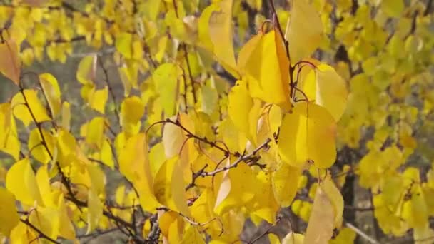 Żółte Liście Gałęzi Drzewa Niebo Jesiennym Parku Tło Liści Kołysze — Wideo stockowe