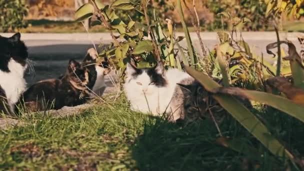 Los Gatos Callejeros Descansan Hierba Verde Calle Gatos Grises Blancos — Vídeos de Stock