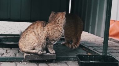 Sokakta ağır çekimde oynayan iki evsiz kedi. Gri, kızıl, tapılası ve sevimli kediler bahar günü doğada yiyecek arıyorlar. Hayvan severler, hayvanların refahını destekleyin. Başıboş hayvanlar.