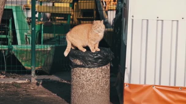 Tłusty Puszysty Rudy Kot Szuka Jedzenia Stojącego Śmietniku Parku Zwolnionym — Wideo stockowe