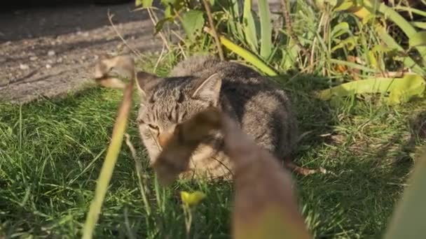 Αδέσποτη Γάτα Ξεκουράζεται Στο Πράσινο Γρασίδι Στο Δρόμο Γκρίζες Και — Αρχείο Βίντεο