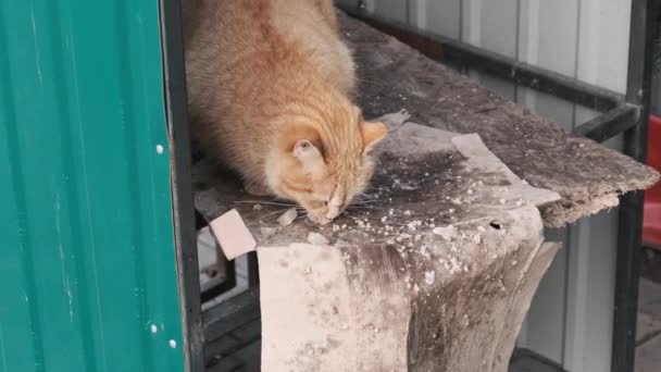 Zwei Streunende Rote Katzen Fressen Zeitlupe Futter Park Obdachlose Liebenswerte — Stockvideo