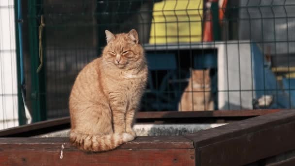 Бродячий Рыжий Кот Сидит Парке Замедленной Съемке Бездомный Пушистый Кот — стоковое видео