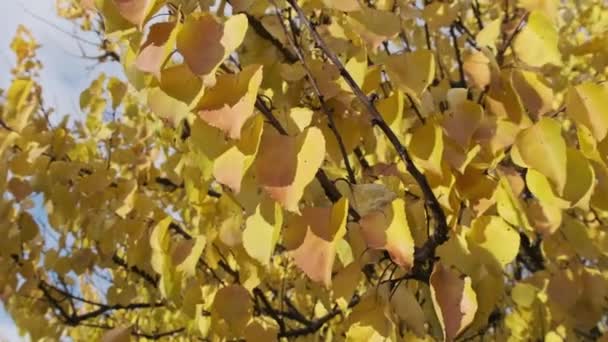 秋天的公园里 树枝上的黄叶映衬着天空 叶脉在轻风中飘扬的背景 秋天的颜色 树上的金黄色叶子 概念平静和安宁 — 图库视频影像
