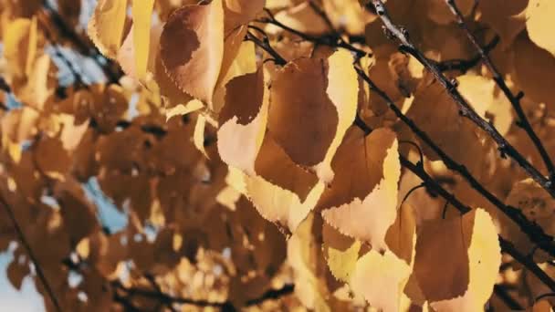 Осінь Жовтий Фонтан Гілці Дерева Проти Неба Природі Фон Листя — стокове відео