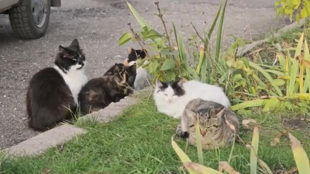 Dakloze Katten Rusten Groen Gras Straat Grijze Witte Zwerfkatten Liggen — Stockvideo