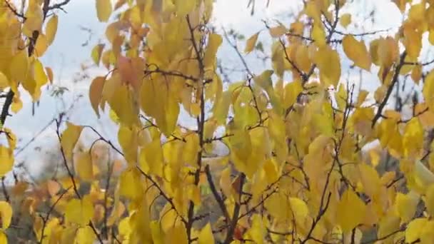 Gele Gebladerte Een Boom Aftakking Tegen Lucht Een Herfst Park — Stockvideo