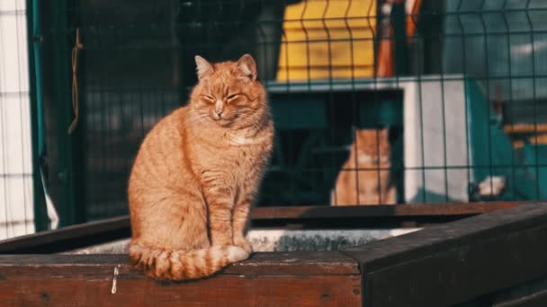 Gato Jengibre Callejero Sentado Parque Cámara Lenta Gato Mullido Sin — Vídeo de stock