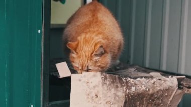 Evsiz kırmızı kedi parkta yavaş çekimde yemek yiyor. Serseri şirin ve tüylü yaban kedisi dışarıda hayatta kalmaya çalışıyor. Tatlı kızıl yaban kedisi. Başıboş hayvanlar. Hayvan severler için mükemmel, hayvanların refahını desteklemek için.