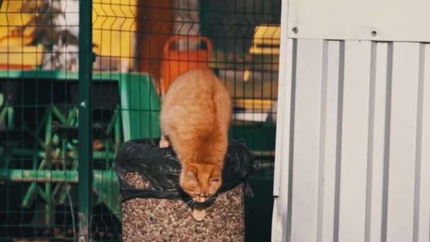 Şişko Pofuduk Kızıl Kedi Parkta Çöp Tenekesinde Ağır Çekimde Yiyecek — Stok video