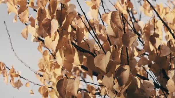 在大自然天空中的树枝上挂着黄色的叶子 叶脉在轻风中飘扬的背景 秋天的颜色 树上的金黄色叶子 概念平静和安宁 — 图库视频影像