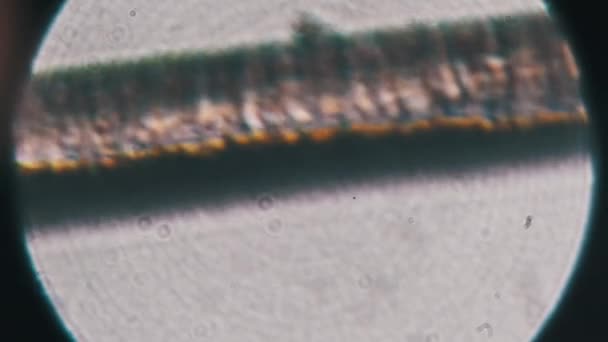 현미경으로 인간의 머리카락을 머리카락 가닥을 현미경으로 것입니다 현미경의 눈꺼풀을 배율을 — 비디오