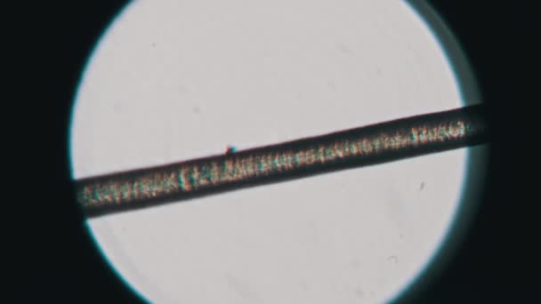 Capelli Umani Microscopio Microscopia Singolo Capello Umano Dalla Testa Vista — Video Stock