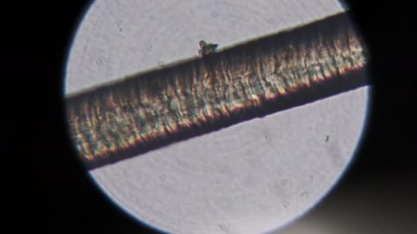 Человеческие Волосы Микроскопом Микроскопия Одного Человеческого Волоса Головы Реальный Детальный — стоковое видео