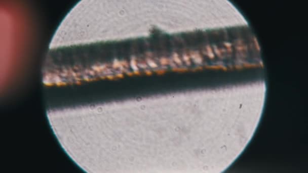 Mikroskop Altında Tek Bir Insan Saçı Kafadaki Insan Saçının Mikroskopisi — Stok video