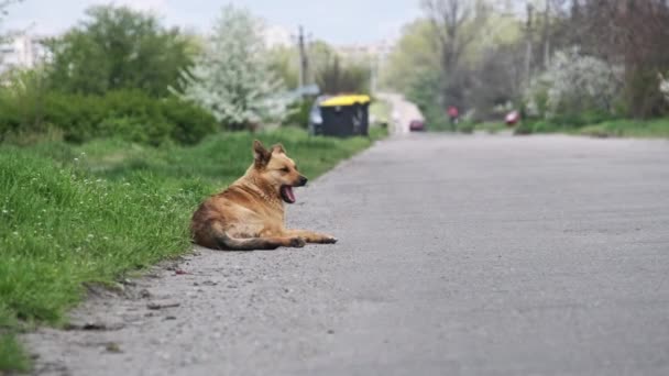 Bezdomny Pies Leży Przy Asfaltowej Drodze Samotny Smutny Czerwony Bezpański — Wideo stockowe
