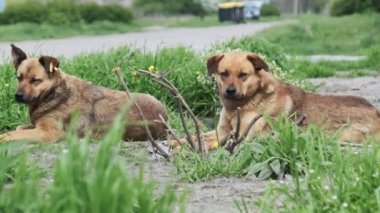 İki evsiz köpek yerde dinleniyor ve baharda ne yazık ki etrafa bakınıyorlar. Yakın plan. Yalnız üzgün, kızıl saçlı sokak köpekleri kırsal yolun kenarında yatıyordu. Yalnız melezler ağır çekimde