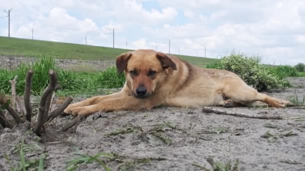 Весной Бродячая Собака Лежит Земле Крупным Планом Грустная Одинокая Рыжая — стоковое видео