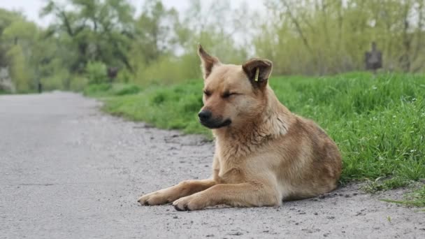 Бездомная Собака Лежит Асфальтовой Дороге Одна Печальная Красная Бродячая Собака — стоковое видео