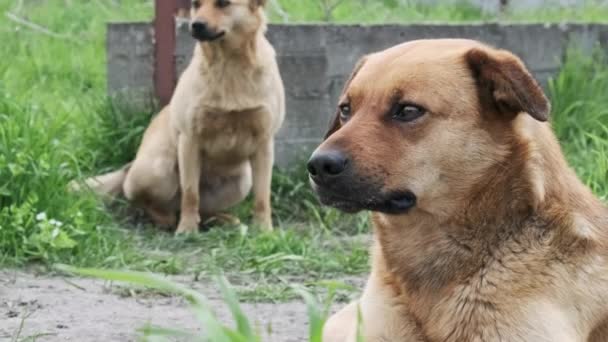 Dois Cães Sem Teto Descansando Chão Infelizmente Olhando Redor Primavera — Vídeo de Stock