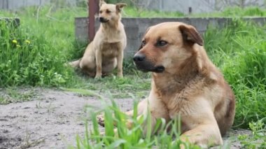 İki sokak köpeği yerde dinleniyor ve baharda ne yazık ki etrafa bakınıyorlar. Yakın plan. Kederli, kızıl saçlı, evsiz, kırsal yolda yatan köpekler. Yalnız melezler ağır çekimde