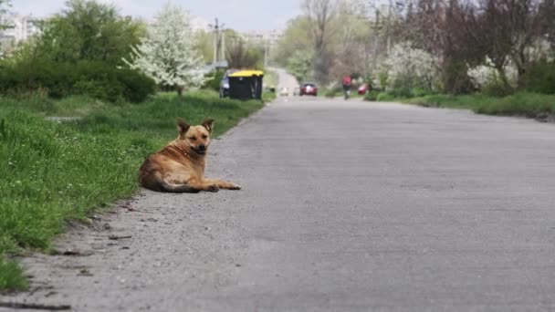 Pes Bez Domova Leží Asfaltové Cesty Sám Smutný Červený Zatoulaný — Stock video