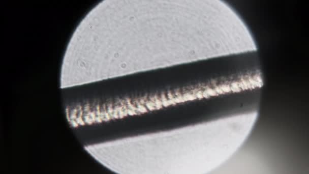 Человеческие Волосы Микроскопом Микроскопия Человеческих Волос Головы Реальный Детальный Обзор — стоковое видео