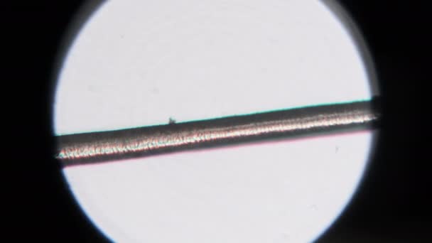 Capelli Umani Microscopio Microscopia Singolo Capello Umano Dalla Testa Vista — Video Stock