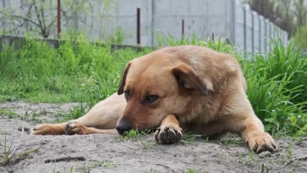 Cão Bonito Sem Teto Deitado Chão Primavera Close Triste Sozinho — Vídeo de Stock