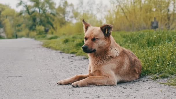 Zbloudilý Pes Leží Asfaltové Cesty Smutný Rusovlasý Pes Bez Plemene — Stock video
