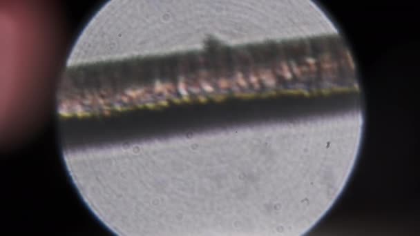 Capelli Umani Singoli Microscopio Microscopia Dei Capelli Umani Dalla Testa — Video Stock