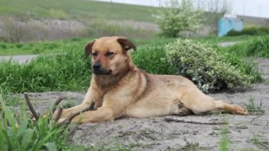 Bir sokak köpeği baharda yerde yatar, yakın planda. Üzgün, kızıl saçlı, evsiz bir köpek, kırsal yolda tek başına yatıyordu. Tatlı yalnız melez dinleniyor ve üzgün üzgün etrafına bakıyor. Yavaş Hareket