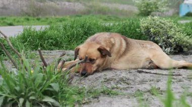Bir sokak köpeği baharda yerde yatar, yakın planda. Üzgün, kızıl saçlı, evsiz bir köpek, kırsal yolda tek başına yatıyordu. Tatlı yalnız melez dinleniyor ve üzgün üzgün etrafına bakıyor. Yavaş Hareket