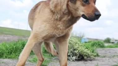 Evsiz şirin köpek ilkbaharda yerde yürüyor, yakın plan. Kederli, kızıl saçlı, sokak köpeği kırsal yoldan gidiyor. Yalnız melez, ne yazık ki etrafına bakıyor. Yavaş Hareket