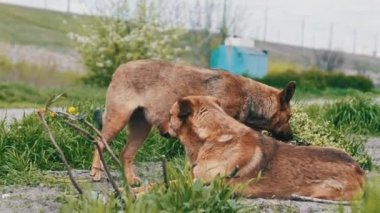 İki sokak köpeği yerde dinleniyor ve baharda ne yazık ki etrafa bakınıyorlar. Yakın plan. Kederli, kızıl saçlı, evsiz, kırsal yolda yatan köpekler. Yalnız melezler ağır çekimde