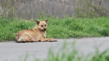 Sokak köpeği asfalt yolda yatıyor. Kederli kızıl saçlı evsiz köpek yan yolda yatıyordu. Yaz günü dinlenen yalnız bir melez üzgün bir şekilde etrafına bakıyor. Kırsalda vahşi bir köpek Yavaş Hareket