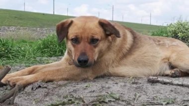 Baharda yerde yatan evsiz, sevimli köpek, yakın plan. Kederli, kızıl saçlı, başıboş, kırsal yolda çiftleşmeyen bir köpek. Yalnız melez, ne yazık ki etrafına bakıyor. Yavaş Hareket