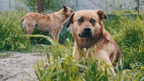 Due Cani Randagi Appoggiati Terra Tristemente Guardati Intorno Primavera Primo — Video Stock