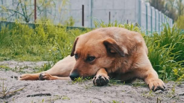 Bezdomny Słodki Pies Leżący Ziemi Wiosną Zbliżenie Smutny Samotny Rudowłosy — Wideo stockowe