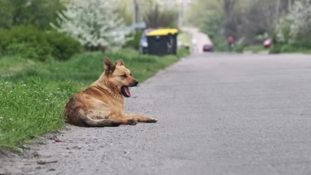 ホームレスの犬がアスファルトの道路に横たわっている 側道に寝そべって繁殖せずに単独で悲しい赤い野良犬 夏の日に休んでいる孤独なモングレールは悲しいことに周りに見えます 田舎の野良犬 — ストック動画