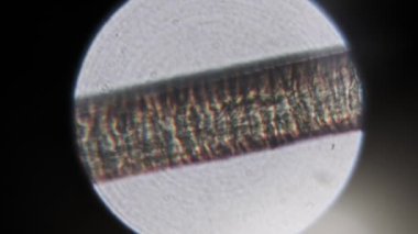 Mikroskop altında tek bir insan saçı. Kafadaki insan saçının mikroskopisi. Yüksek büyütmede mikroskop vasıtasıyla saç yapısının detaylı bir görüntüsü.